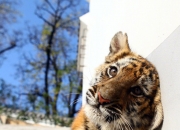 开云体育在线-关于华南虎连续输球，战略调整力求摆脱降级区的信息