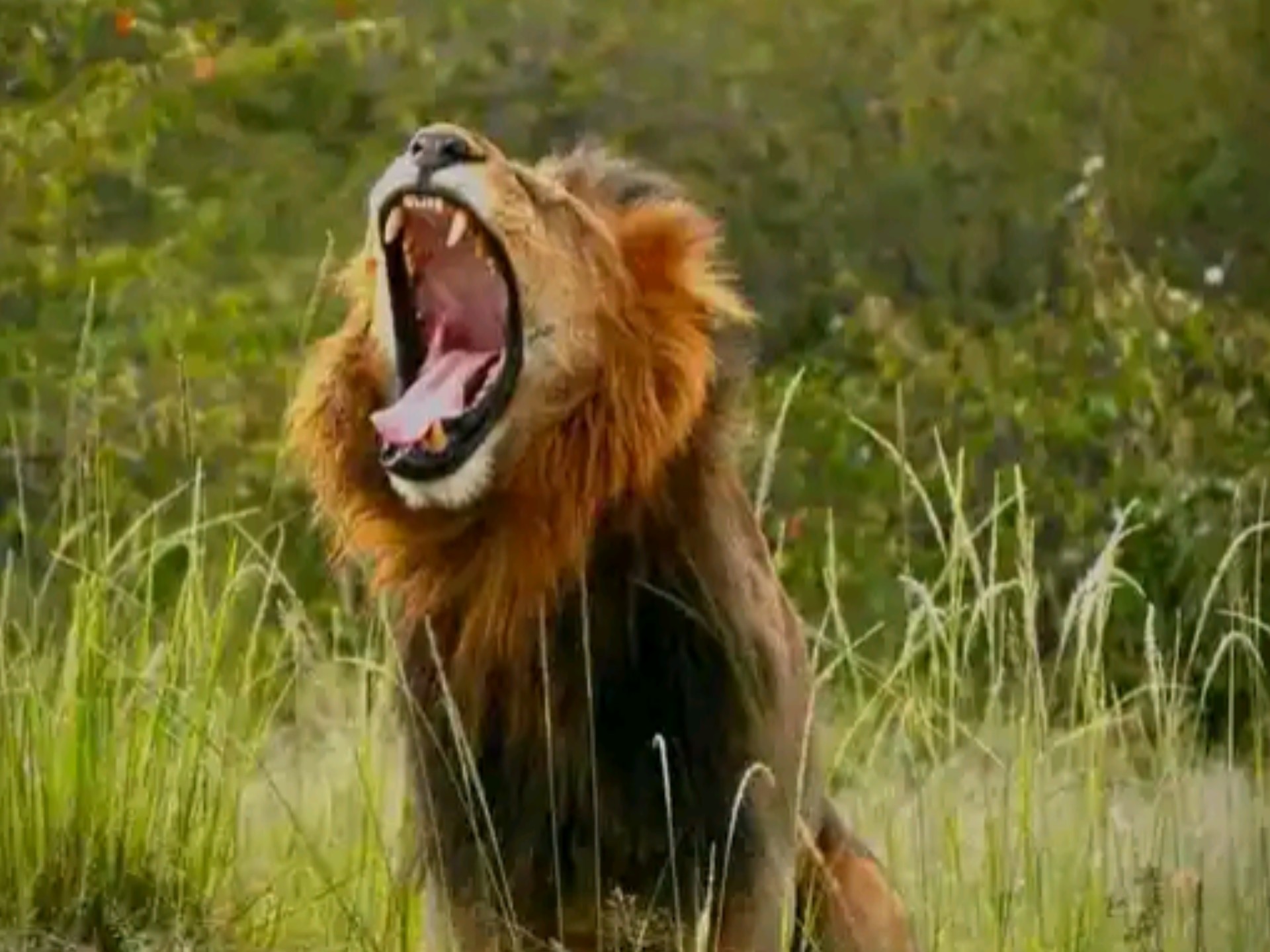 包含雄狮队击败对手，赢得关键胜利的词条